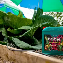 Flacone di CANNA BOOST Accelerator accanto a piante rigogliose. Un aiuto per la crescita.
