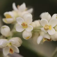 Piccolo fiore ermafrodita bianco con pistilli gialli e petali delicati, su uno sfondo sfocato di foglie verdi.