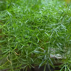 Asparagina, una rigogliosa pianta da esterno con fogliame verde intenso e filiforme, perfetta per aggiungere un tocco di natura.