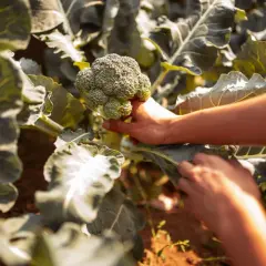 Mani raccolgono un broccolo fresco in un orto. Il momento ideale per la raccolta indica quando piantare broccoli per un raccolto abbondante.