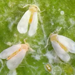 Tre mosche bianche, insetti rari e difficili da avvistare, si posano su una foglia verde.