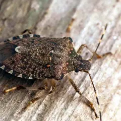 Una cimice delle piante, con il suo carapace maculato, si muove su un tronco di legno.