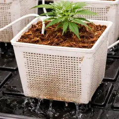 Piantina in vaso drenante, parte di un sistema di coltivazione idroponica. L'acqua gocciola dai fori, un vero trolmaster della crescita.