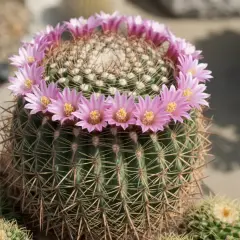 Un cactus sferico con una corona di fiori rosa acceso. La terra bloom, un miracolo di resilienza e bellezza.
