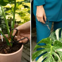 Mani che potano una monstera thai variegata, con forbici che tagliano uno stelo e foglie maculate in primo piano.