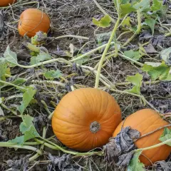 Campo di zucche mature, con la tipica pianta zucca che si snoda tra i frutti arancioni pronti per il raccolto.
