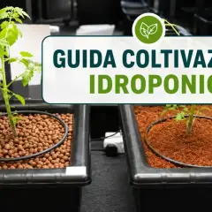 Piantine in coltivazione idroponica, una con argilla espansa, l'altra con fibra di cocco. Guida alla coltivazione idroponica.