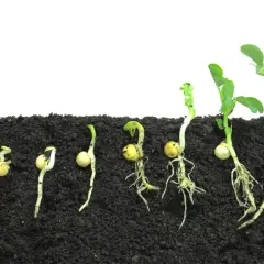 Il ciclo vitale dal seme alla pianta: germinazione, radici e prime foglioline che emergono dal terreno.