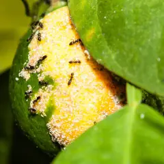 Un gruppo di formiche si muove su un limone, alcune cercano cibo tra i residui bianchi, altre esplorano la buccia verde e gialla.