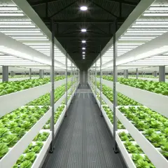 Filari di piante verdi rigogliose in un ambiente controllato, illuminato da luci artificiali. Un esempio di guida coltivazione indoor.