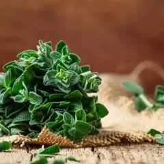 Un mazzo di origano cubano fresco su tela grezza, pronto per insaporire i tuoi piatti.