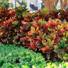 Un gruppo di piante croton con foglie dai colori vivaci, dal rosso all'arancio e al verde, fa da sfondo a un tappeto di fogliame verde brillante.