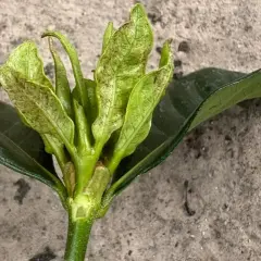 Giovane germoglio d'olivo con foglie arricciate e macchie, possibile attacco di tripide dell'olivo.
