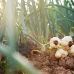 Aglio appena raccolto, con le sue teste bianche che spuntano dalla terra scura. La coltivazione aglio è un'arte antica, qui catturata nella luce dorata del tramonto.