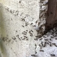 Un terreno infestato da formiche, con centinaia di insetti che si muovono su una superficie ruvida e grigia, vicino a un angolo di cemento.