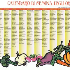 Calendario semina ortaggi: cosa piantare mese per mese, con verdure e ortaggi illustrati.