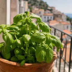 Un vaso di basilico rigoglioso sul balcone, con il mare e le case di un borgo sullo sfondo. Perfetto per piantare basilico fresco.