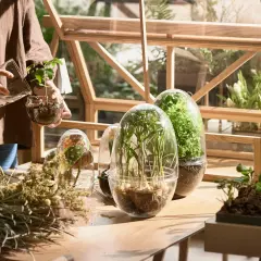 Mani che curano piantine in una miniserra di legno. Vasi trasparenti con piante rigogliose e fiori secchi creano un angolo verde.