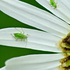 Pidocchi verdi su petali bianchi. Forse cercano dosi acqua e aceto per pidocchi per liberarsi.