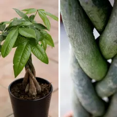 Pachira aquatica con tronco intrecciato e foglie verdi lucide. La parte inferiore mostra i tronchi intrecciati, la parte superiore la chioma.