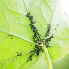 Un gruppo di afidi e formiche si muove sul lato inferiore di una foglia verde brillante, creando un'immagine di vita vegetale e insetti.