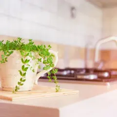 Piante da mettere in cucina: una pianta verde rigogliosa in un vaso decorato, su un tagliere, con sfondo sfocato di fornelli e lavello.