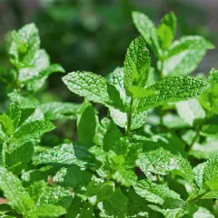 Foglie verdi e fresche di menta, pronte per essere raccolte. Impara come raccogliere la menta per il tuo tè o per insaporire i tuoi piatti.