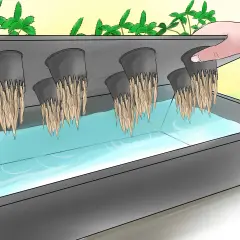 Piante di fragole in un sistema idroponico, con radici che pendono in acqua.