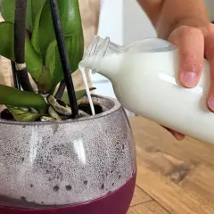 Una mano versa del latte in un vaso trasparente con una pianta d'orchidea. Il latte nutre le piante.