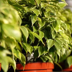 Fogliame variegato di uno dei tanti tipi di ficus da appartamento, con sfumature verdi e gialle che creano un effetto decorativo.