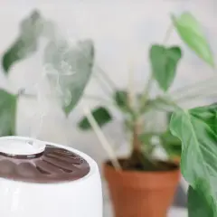 Umidificatore con vapore acqueo per piante, creando un ambiente ideale per la loro crescita.