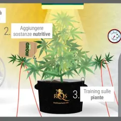 Coltivare in una grow room con CO2: aumenta luce, nutrienti, training e aggiungi CO2 per una crescita ottimale.