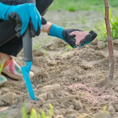 Mani guantate spargono concime a lenta cessione attorno a un giovane alberello.