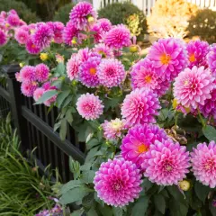 Fiori perenni tappezzanti rosa acceso, con petali a pompon, crescono rigogliosi lungo una recinzione nera.