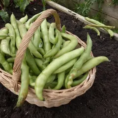 Cesto pieno di baccelli o fave appena raccolti, pronti per essere gustati.
