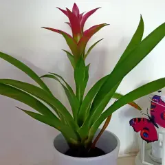 Guzmania lingulata con fiore rosso vivo e foglie verdi, accanto a una lanterna bianca con una farfalla decorativa.