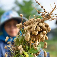 Raccolto di arachidi appena estratte dalla terra. Una persona con un cappello sullo sfondo osserva il frutto del suo lavoro, pronto per la semina.