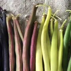 Fagiolini tipi: viola intenso, rosa-violaceo, giallo pallido e verde brillante, disposti in file su una tela grezza.