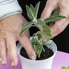 Mani che piantano una salvia in un vaso, un esempio di come si riproducono le piante per talea.