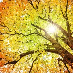 Un albero maestoso con foglie autunno che sfumano dal verde al giallo all'arancione, illuminate dal sole.