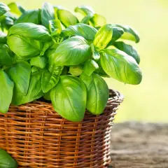 Un rigoglioso cespuglio di basilico in un cesto di vimini, con foglie verdi brillanti che godono di una perfetta esposizione alla luce solare.