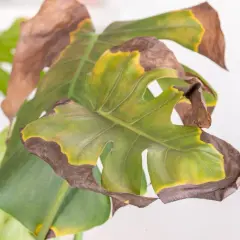 Monstera con foglie gialle e marroni ai bordi, segno di stress idrico o eccessiva esposizione solare.