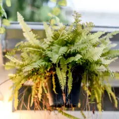 Pianta felce da interno rigogliosa, con foglie verdi e giallastre che ricadono da un vaso appeso. Accanto, una pianta rampicante con foglie lucide.