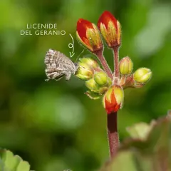 Una farfallina del geranio, con ali a scacchi, si posa su un bocciolo rosso.