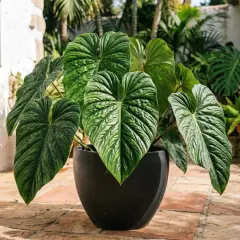 Un rigoglioso philodendron tortum con foglie verdi profonde e venature evidenti, in un vaso nero su un patio di terracotta.