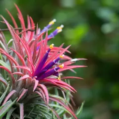 Tillandsia, la pianta dell'aria, mostra foglie rosse vibranti e fiori viola con stami gialli, un'esplosione di colore nella natura.