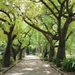 Viale alberato con imponenti tronchi di ceiba speciosa, chioma verdeggiante e un sentiero che si perde all'orizzonte.