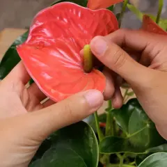 Mani che accarezzano un fiore rosso brillante, con le sue foglie rosse che risaltano tra quelle verdi scure.