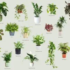 Collezione di piante da interno perfette per chi cerca piante da interno poca luce poca acqua, come Zamioculcas, Sansevieria e Pothos.