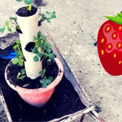 Coltivazione fragole in tubo verticale, un modo ingegnoso per avere fragole fresche in poco spazio.